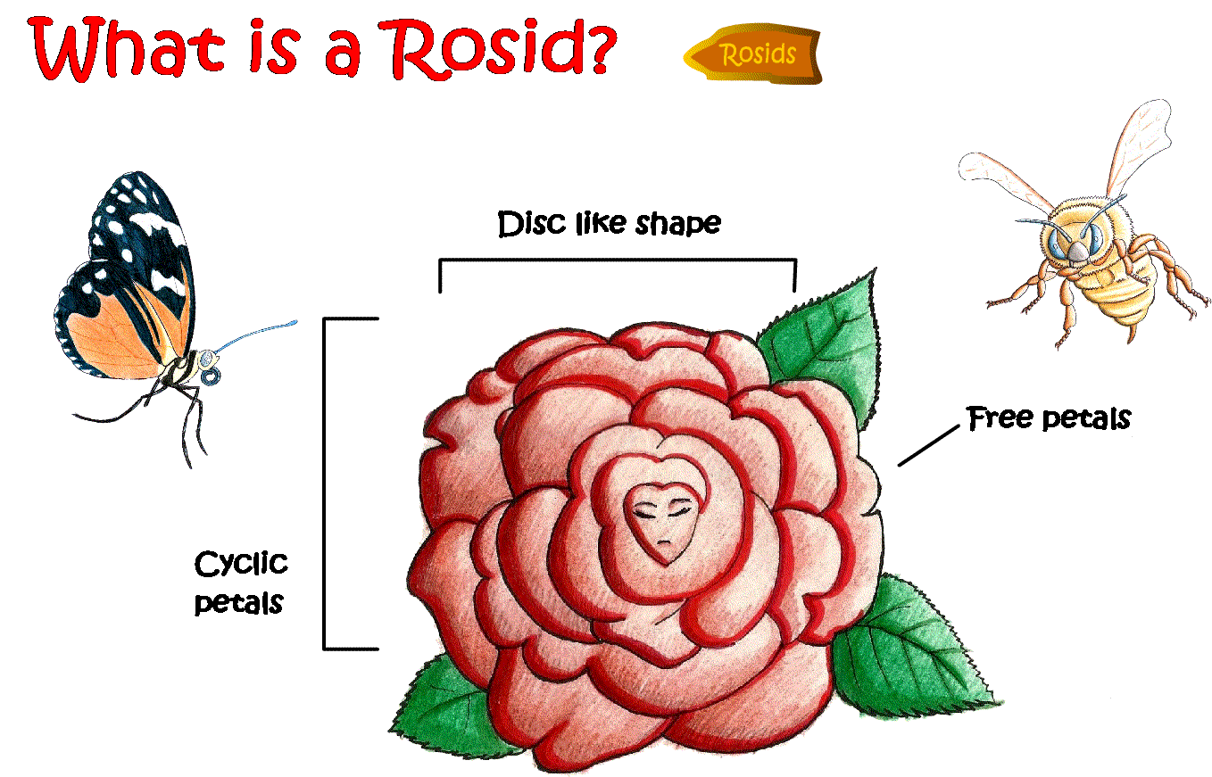 what is a rosid